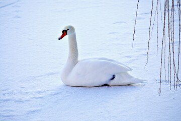 Weisser Schwan auf See
