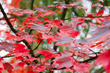 Red leaves on a tree in autumn after rain.