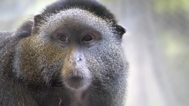 Close Up of Blue Monkey at the KC Zoo