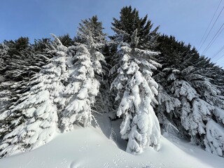 Picturesque canopies of alpine trees in a typical winter atmosphere after the winter snowfall above the tourist resorts of Valbella and Lenzerheide in the Swiss Alps - Canton of Grisons, Switzerland