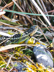 Stenocercus lache Lizard