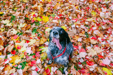 Black and white english setter on autumn colorful leaves in the park.
