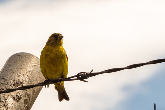 Sicalis flaveola