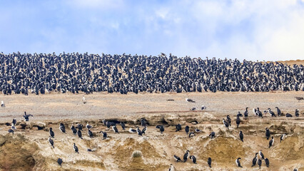 Magdalena Island, Punta Arenas, Chile