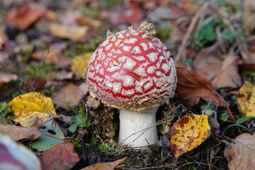 Little fly agaric grows in forest