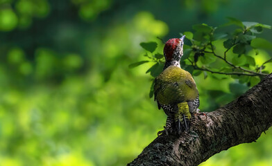 A Green Woodpecker ( Picus Viridis )