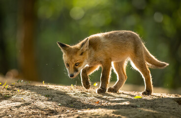 Cute young red fox in the forest ( Vulpes vulpes )