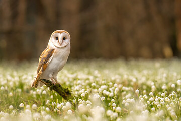 The barn owl (Tyto alba) is the most widely distributed species of owl in the world. Spring Snowflake (Leucojum vernum) is a flowering plant in the spring forest.