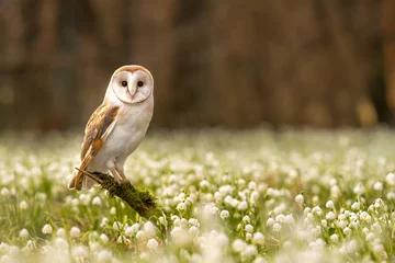 Foto op Plexiglas The barn owl (Tyto alba) is the most widely distributed species of owl in the world. Spring Snowflake (Leucojum vernum) is a flowering plant in the spring forest. © Jaroslav
