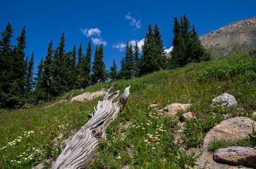 Wild flowers on hill side in the Rockies