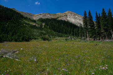 Wild flower meadow in the Rockies