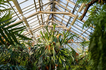 Fototapeta na wymiar Staghorn fern in tropical greenhouse. Elkhorn fern in pot hanging over the glass roof in glasshouse. Indoor garden with Platycerium bifurcatum.
