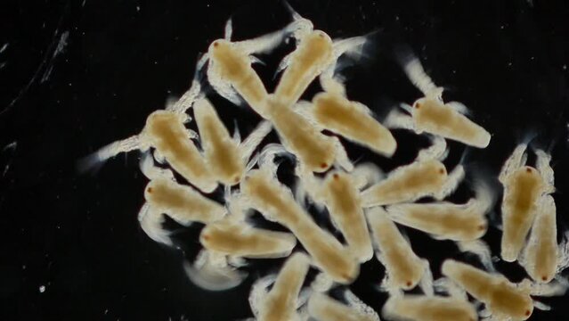 Substitute for meat. Food of the future. Worldwide fight against methane emissions. Reducing the carbon footprint of modern manufacturing. Artemia or sea monkeys organism. 48 hours after birth.