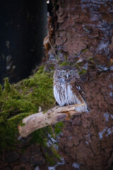 eurasian pygmy owl in the forest in germany