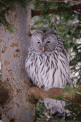 portrait of owl in the nature in bavarian forest