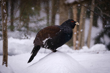 eurasian capercaillie bird portrait in germany