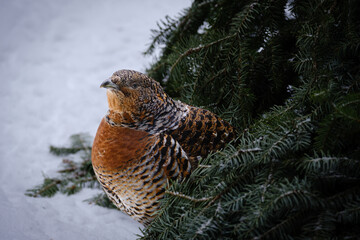 eurasian capercaillie bird portrait in germany