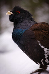 Fototapeta premium eurasian capercaillie bird portrait in germany