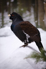 eurasian capercaillie bird portrait in germany