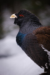 eurasian capercaillie bird portrait in germany