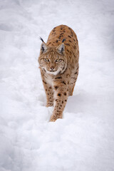male lynx in the run