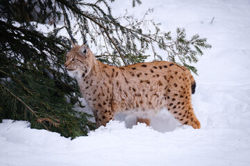 male lynx in the run