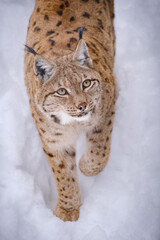 male lynx in the run