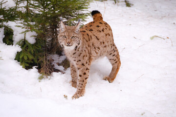 male lynx in the run