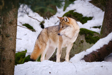 Obraz premium wolf in Srni run in Czech Republic