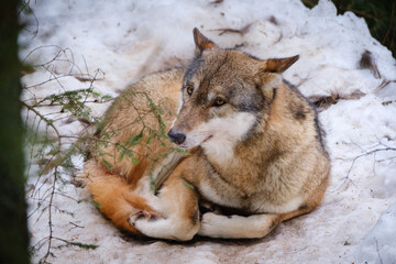 wolf in Srni run in Czech Republic
