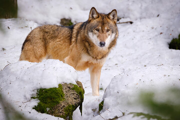 wolf in Srni run in Czech Republic