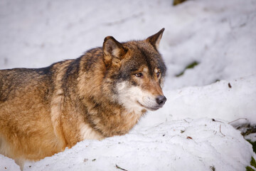 Fototapeta premium wolf in Srni run in Czech Republic