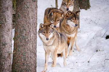 pack of wolfs in Srni run in Czech Republic
