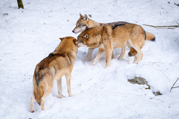 pack of wolfs in Srni run in Czech Republic