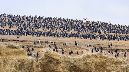 Magdalena Island, Punta Arenas, Chile