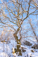 Snow covered tree in forest with blue sky in the background