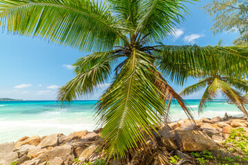 Fototapeta na wymiar Palm trees and turquoise water in Anse Kerlan