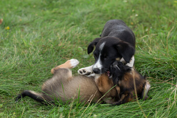 Obraz na płótnie Canvas two dogs playing in the grass