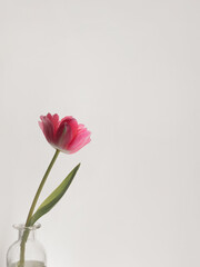 Minimalist spring background with pink tulip in a vase, copy space