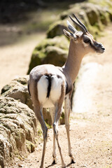 Close-up photograph of a Speke's Gazelle
