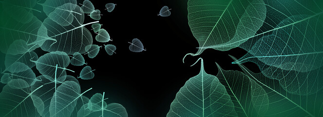 leaves skeletons with veins and cells on black background