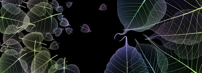 leaves skeletons with veins and cells on black background