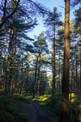 Fototapeta premium Footpath between tall pine trees