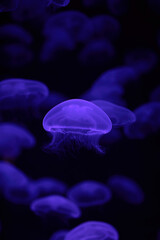 Jellyfish Swimming In Aquarium