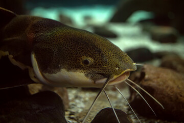 head of a catfish in an aquarium