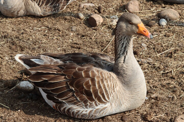 goose bird farm animal resting-