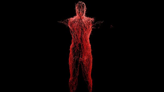 Human arterial and venous circulatory system, Medically accurate animation of Heart with Vains and arteries, blood vessels, 3d render	
