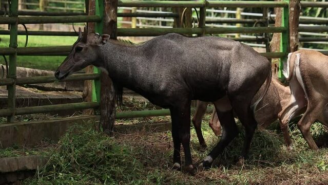 Male Nilgai (Boselaphus tragocamelus) with short horns in an enclosure. Large Asian antelope.
