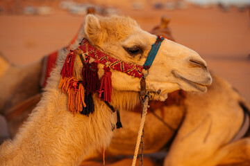 Camel Profile Portrait, Wadi Rum Jordan