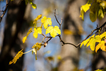 Beautiful yellow autumn leaves on a tree.